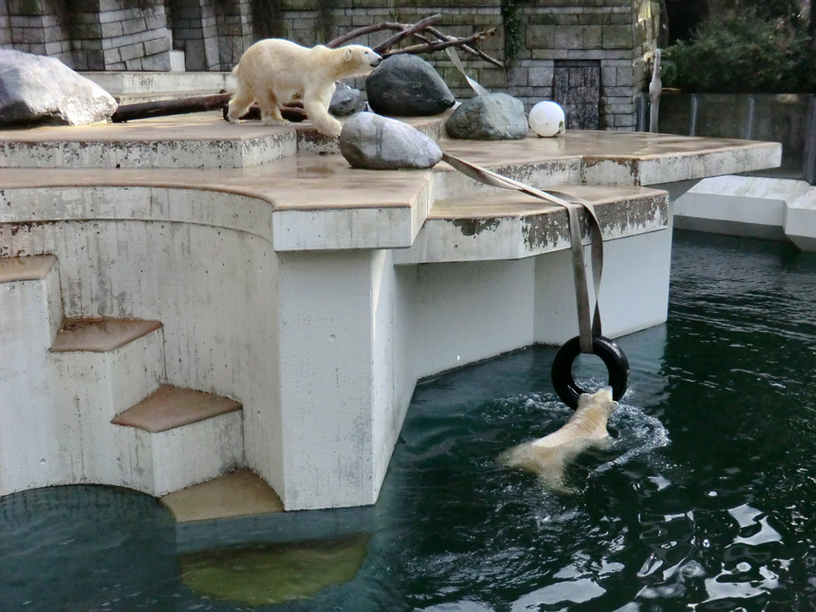 Eisbärin VILMA und Eisbärjungtier ANORI am 2. Februar 2013 im Wuppertaler Zoo