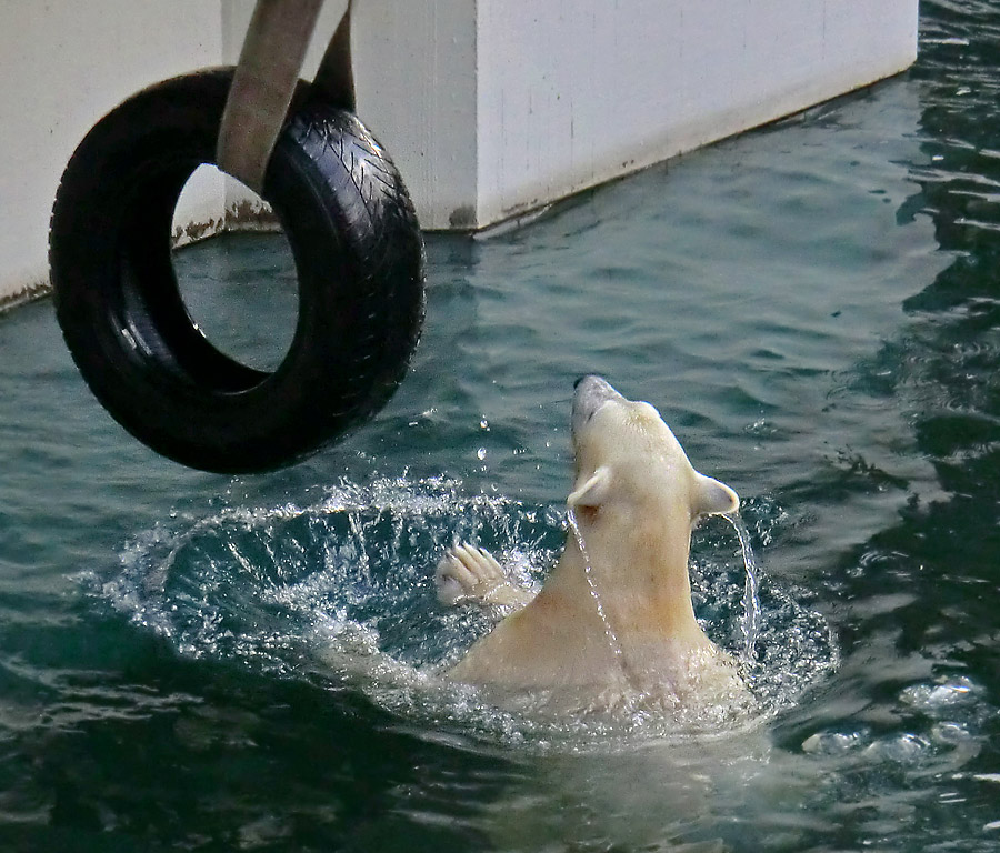 Eisbärjungtier ANORI am 2. Februar 2013 im Zoologischen Garten Wuppertal