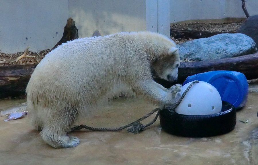 Eisbärjungtier ANORI am 2. Februar 2013 im Zoologischen Garten Wuppertal