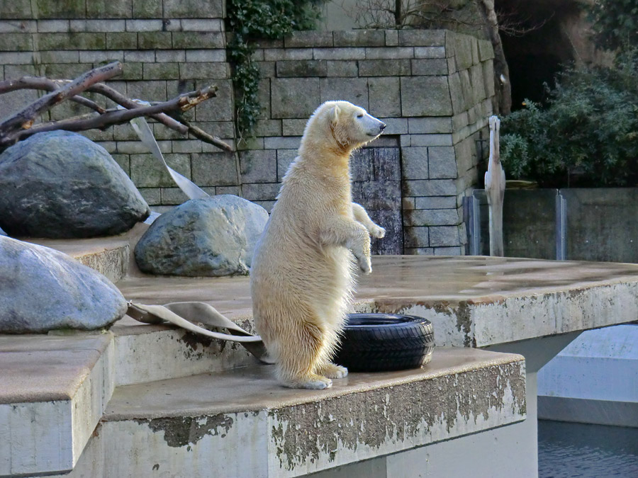 Eisbärjungtier ANORI am 2. Februar 2013 im Zoologischen Garten Wuppertal