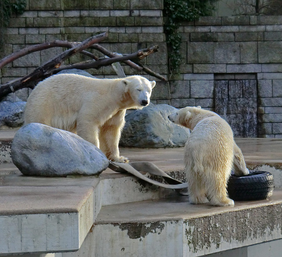 Eisbärin VILMA und Eisbärjungtier ANORI am 2. Februar 2013 im Wuppertaler Zoo