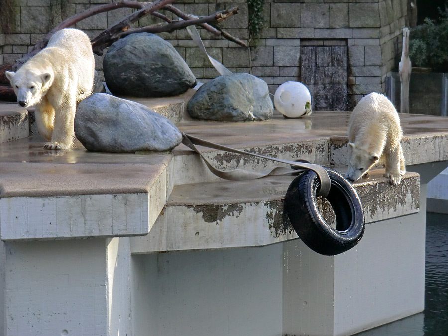 Eisbärin VILMA und Eisbärjungtier ANORI am 2. Februar 2013 im Zoo Wuppertal