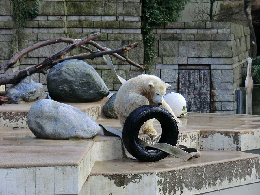 Eisbärjungtier ANORI am 2. Februar 2013 im Wuppertaler Zoo