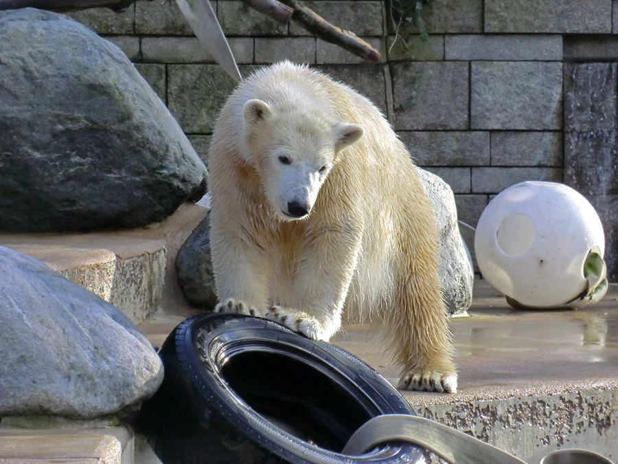 Eisbärjungtier ANORI am 2. Februar 2013 im Zoologischen Garten Wuppertal