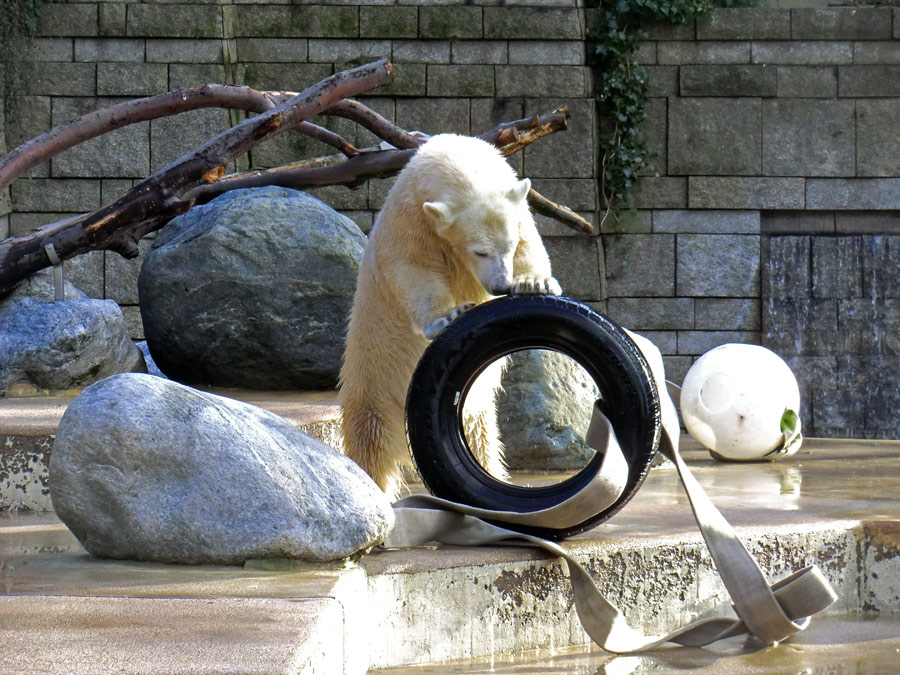 Eisbärjungtier ANORI am 2. Februar 2013 im Wuppertaler Zoo