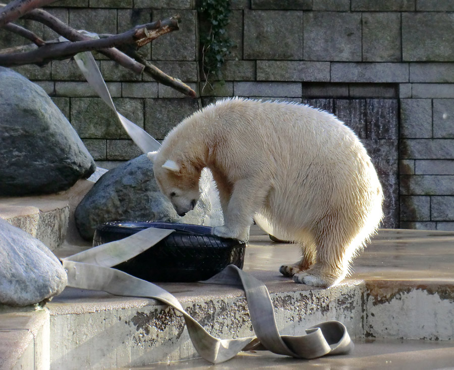 Eisbärjungtier ANORI am 2. Februar 2013 im Zoo Wuppertal