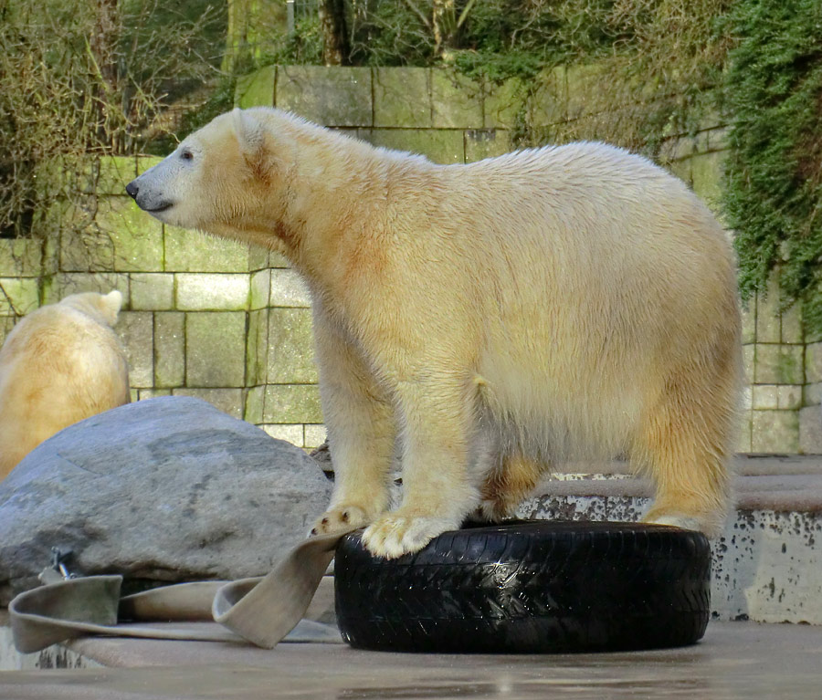 Eisbärjungtier ANORI am 2. Februar 2013 im Zoologischen Garten Wuppertal