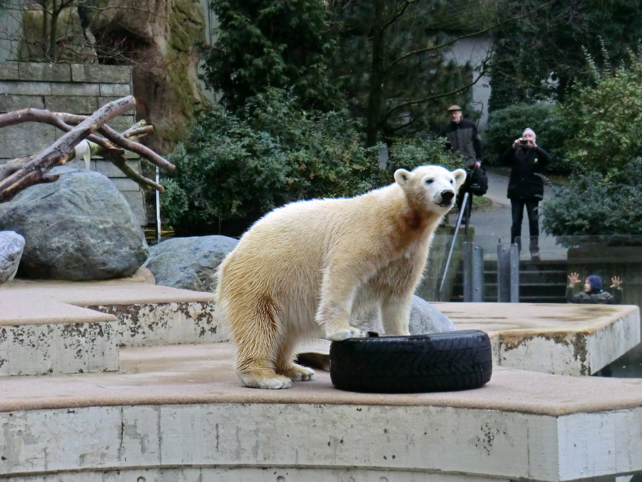 Eisbärjungtier ANORI am 3. Februar 2013 im Zoologischen Garten Wuppertal