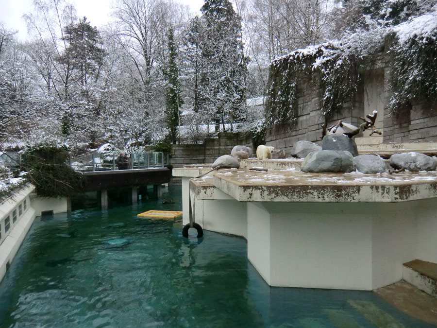 Eisbärin VILMA am 8. Februar 2013 im Zoo Wuppertal