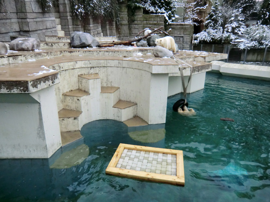 Eisbärin VILMA und Eisbärjungtier ANORI am 8. Februar 2013 im Wuppertaler Zoo