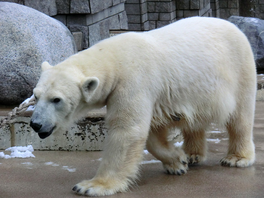 Eisbärin VILMA am 8. Februar 2013 im Zoo Wuppertal