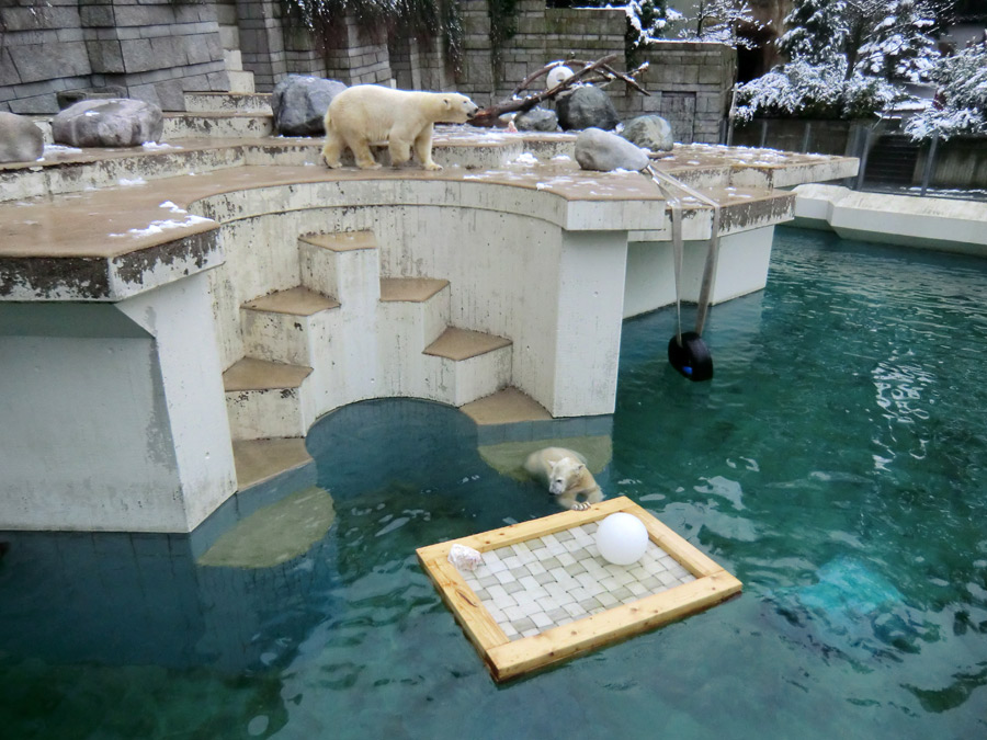 Eisbärin VILMA und Eisbärjungtier ANORI am 8. Februar 2013 im Zoologischen Garten Wuppertal