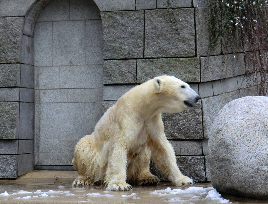 Eisbärin VILMA am 8. Februar 2013 im Zoo Wuppertal