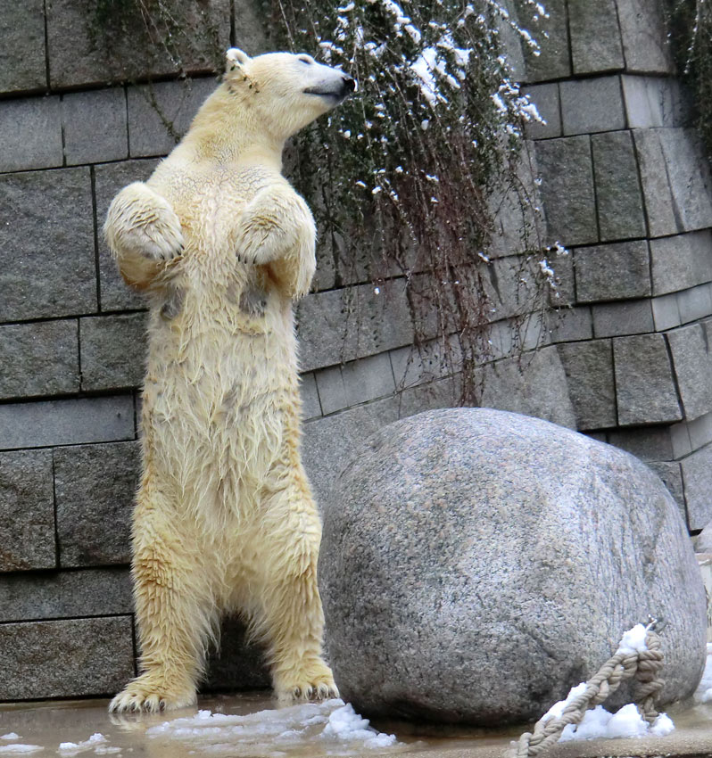 Eisbärin VILMA am 8. Februar 2013 im Zoologischen Garten Wuppertal