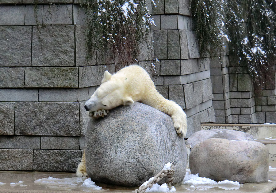 Eisbärin VILMA am 8. Februar 2013 im Wuppertaler Zoo