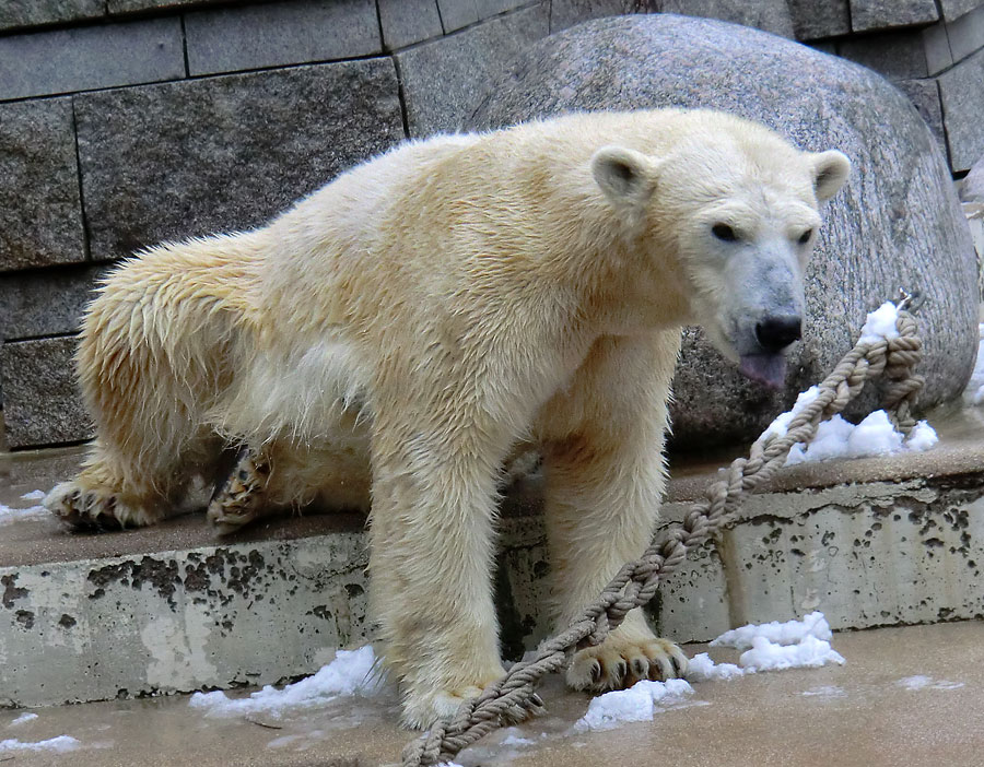 Eisbärin VILMA am 8. Februar 2013 im Zoo Wuppertal