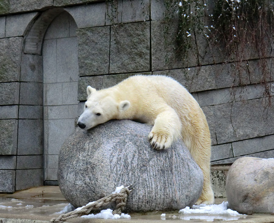 Eisbärin VILMA am 8. Februar 2013 im Wuppertaler Zoo