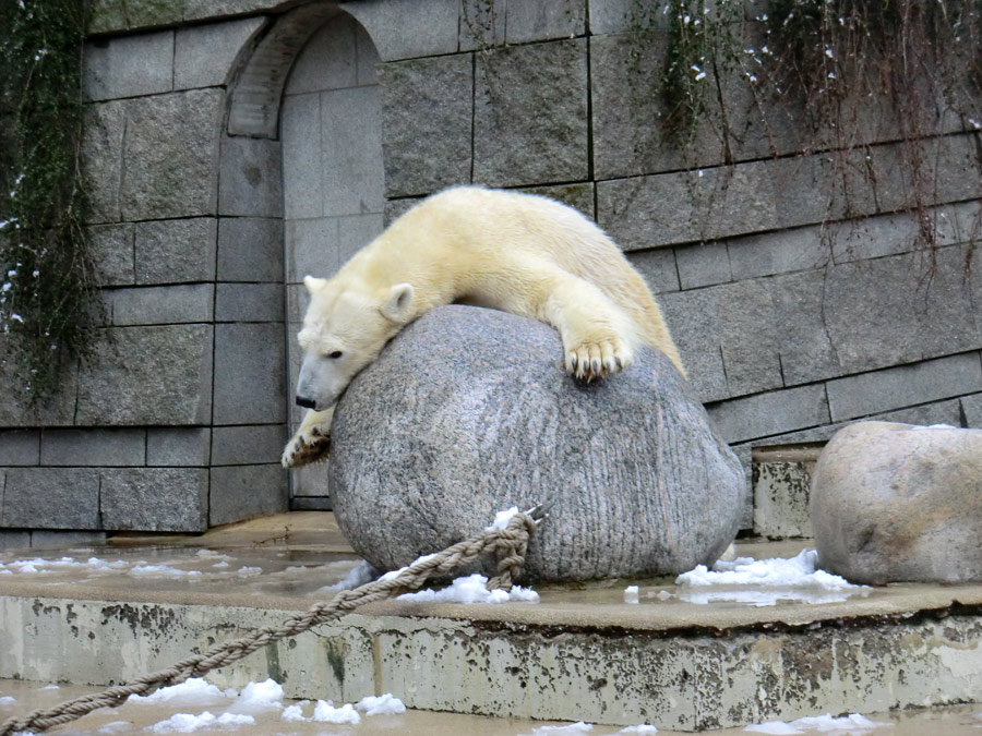 Eisbärin VILMA am 8. Februar 2013 im Zoo Wuppertal