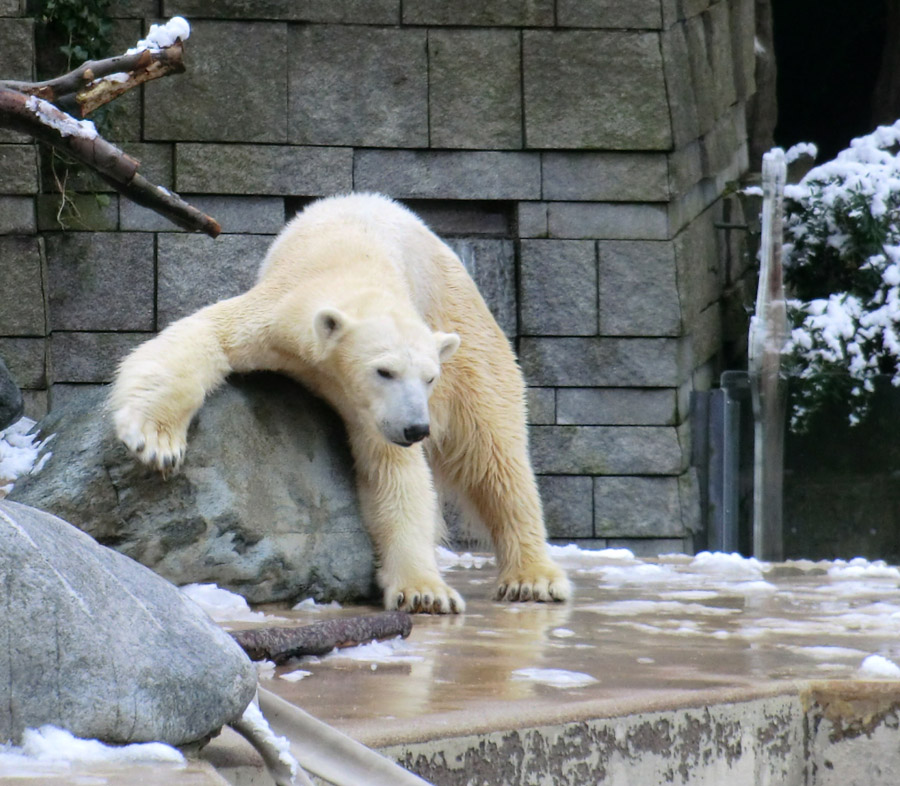 Eisbärin VILMA am 8. Februar 2013 im Zoologischen Garten Wuppertal