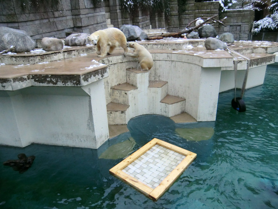 Eisbärin VILMA und Eisbärjungtier ANORI am 8. Februar 2013 im Zoo Wuppertal