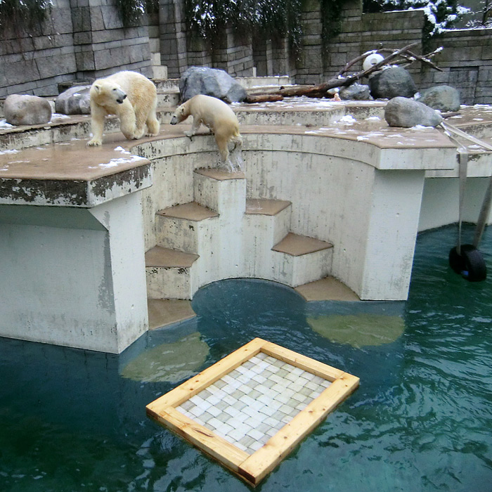 Eisbärin VILMA und Eisbärjungtier ANORI am 8. Februar 2013 im Zoologischen Garten Wuppertal