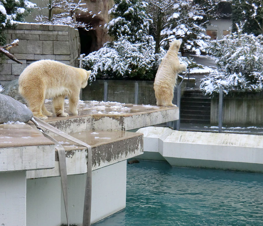 Eisbärin VILMA und Eisbärjungtier ANORI am 8. Februar 2013 im Zoologischen Garten Wuppertal