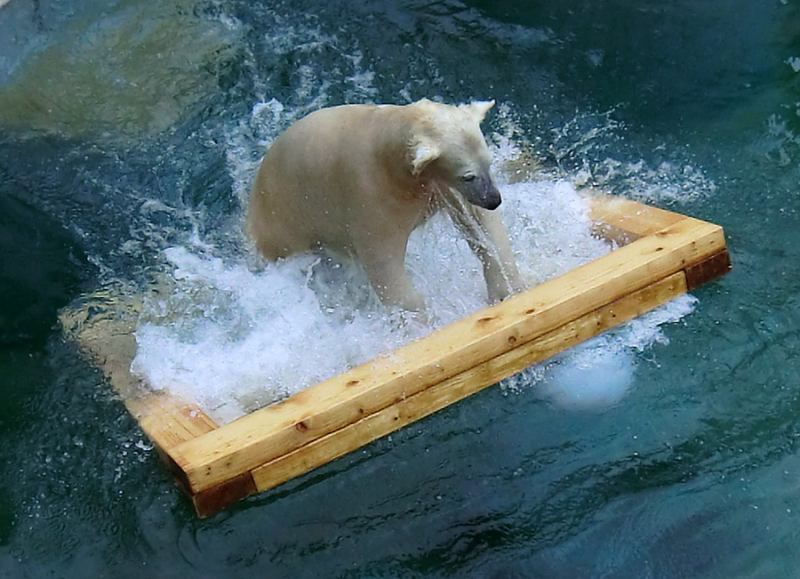 Eisbärjungtier ANORI am 8. Februar 2013 im Wuppertaler Zoo