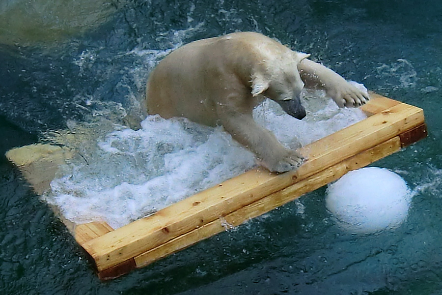 Eisbärjungtier ANORI am 8. Februar 2013 im Zoologischen Garten Wuppertal