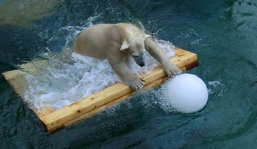 Eisbärjungtier ANORI am 8. Februar 2013 im Wuppertaler Zoo