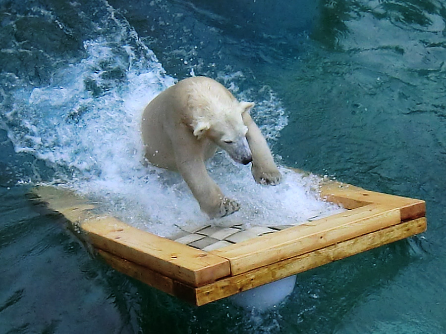 Eisbärjungtier ANORI am 8. Februar 2013 im Zoo Wuppertal