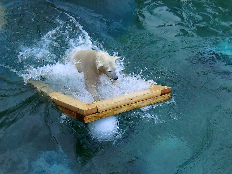 Eisbärjungtier ANORI am 8. Februar 2013 im Wuppertaler Zoo