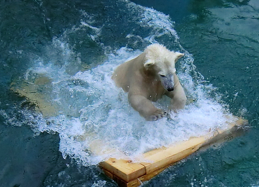 Eisbärjungtier ANORI am 8. Februar 2013 im Wuppertaler Zoo