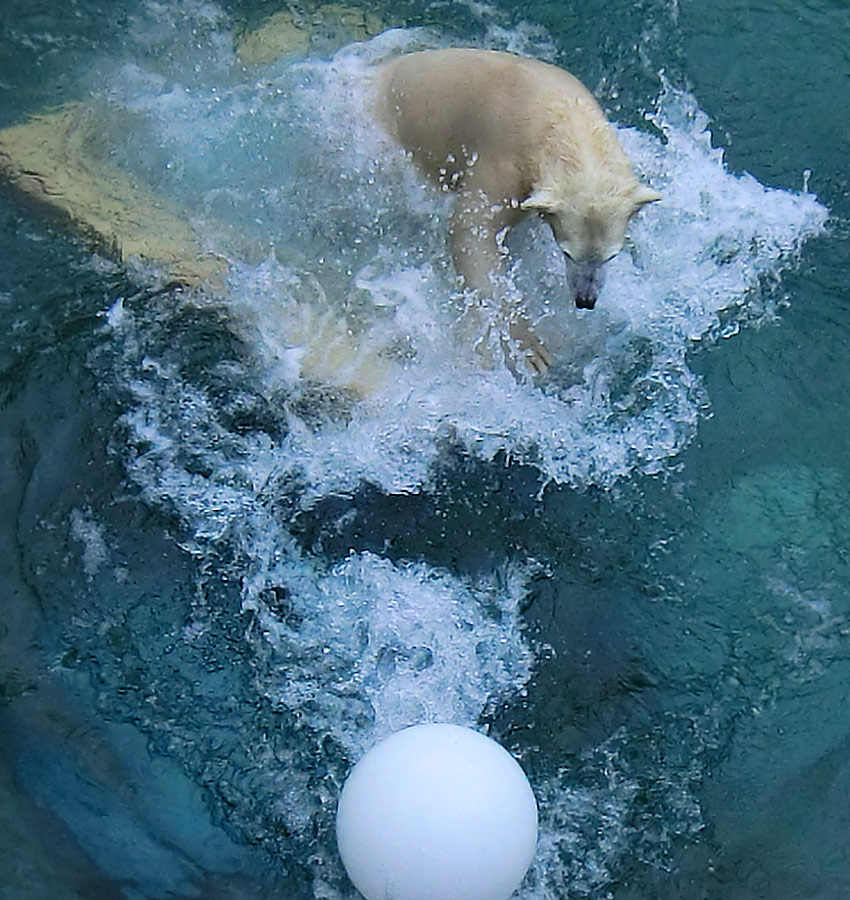 Eisbärjungtier ANORI am 8. Februar 2013 im Wuppertaler Zoo