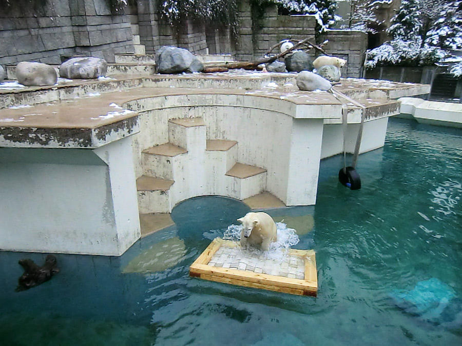 Eisbärjungtier ANORI und Eisbärin VILMA am 8. Februar 2013 im Zoo Wuppertal