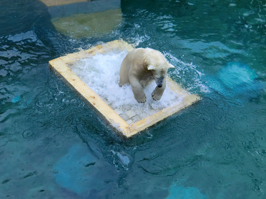 Eisbärjungtier ANORI am 8. Februar 2013 im Wuppertaler Zoo