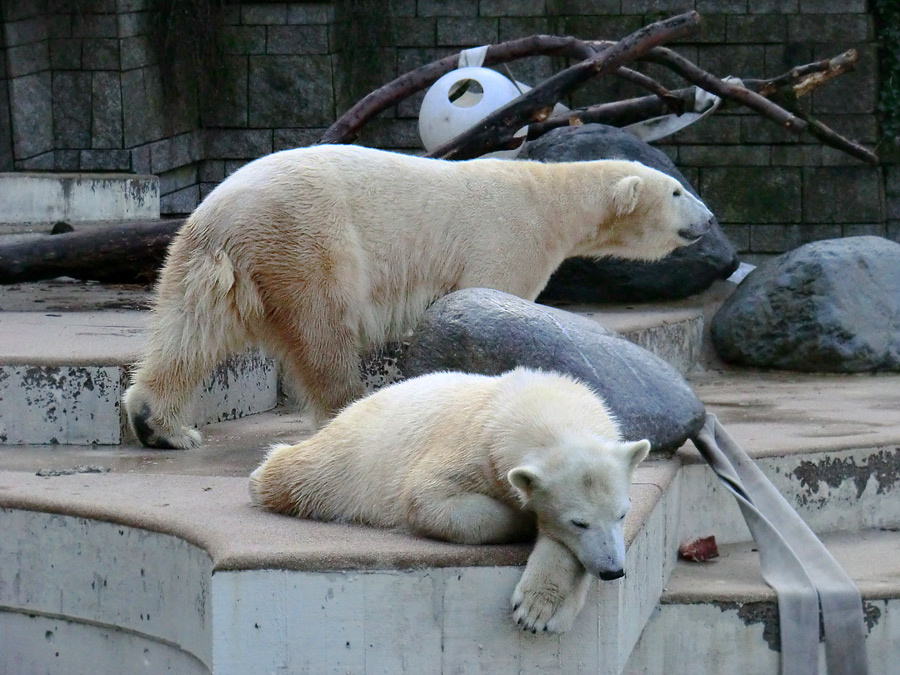 Eisbärjungtier ANORI und Eisbärin VILMA am 17. Februar 2013 im Zoologischen Garten Wuppertal