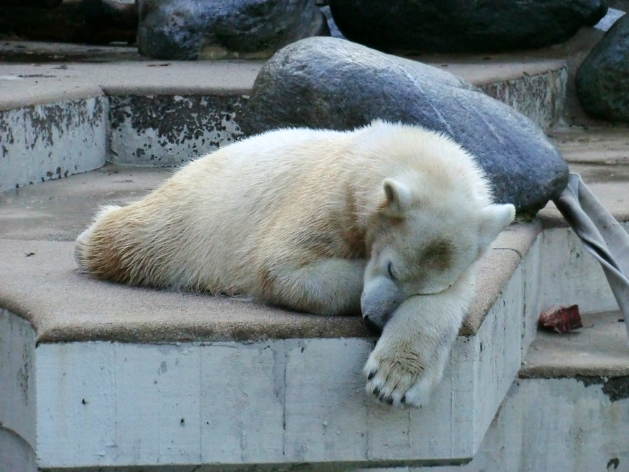 Eisbärjungtier ANORI am 17. Februar 2013 im Zoo Wuppertal