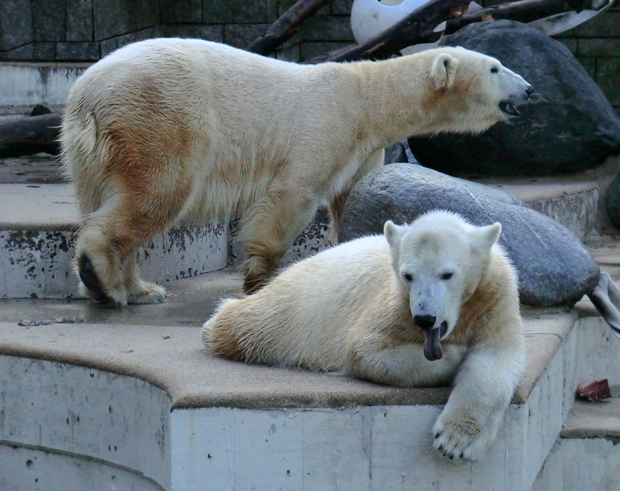 Eisbärjungtier ANORI und Eisbärin VILMA am 17. Februar 2013 im Zoo Wuppertal