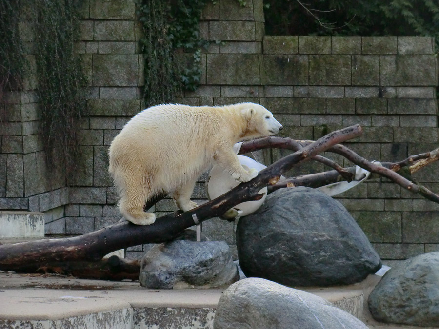 Eisbärjungtier ANORI am 17. Februar 2013 im Wuppertaler Zoo