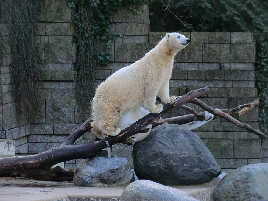 Eisbärjungtier ANORI am 17. Februar 2013 im Zoo Wuppertal