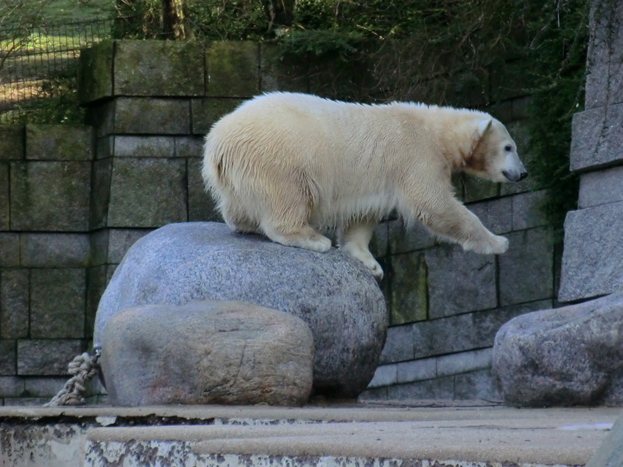 Eisbärjungtier ANORI am 17. Februar 2013 im Wuppertaler Zoo