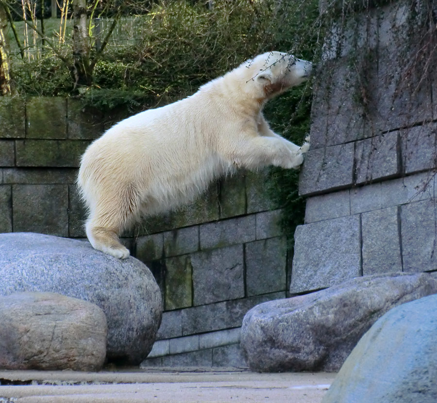 Eisbärjungtier ANORI am 17. Februar 2013 im Zoo Wuppertal