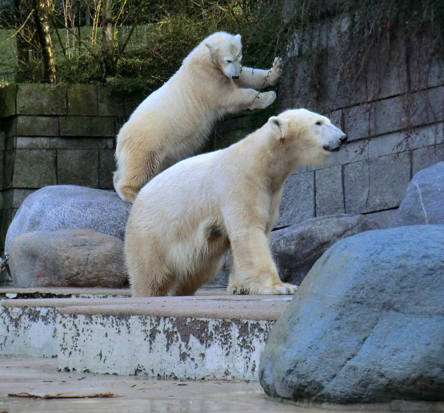 Eisbärin VILMA und Eisbärjungtier ANORI am 17. Februar 2013 im Wuppertaler Zoo