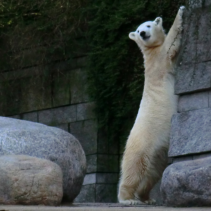 Eisbärjungtier ANORI am 17. Februar 2013 im Wuppertaler Zoo