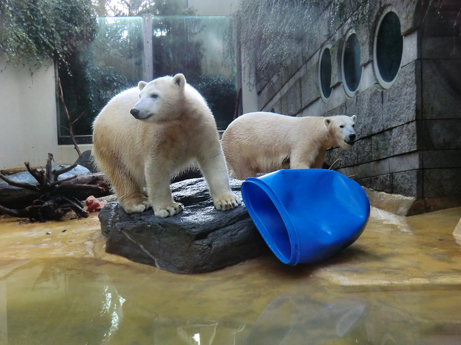 Eisbärjungtier ANORI und Eisbärin VILMA am 17. Februar 2013 im Wuppertaler Zoo