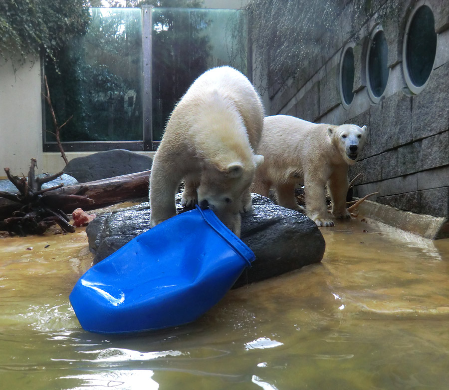 Eisbärjungtier ANORI und Eisbärin VILMA am 17. Februar 2013 im Wuppertaler Zoo