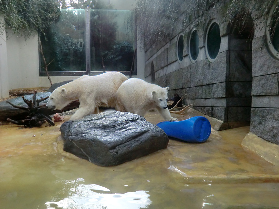 Eisbärin VILMA und Eisbärjungtier ANORI am 17. Februar 2013 im Zoo Wuppertal