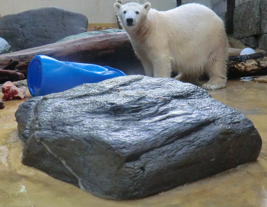 Eisbärjungtier ANORI am 17. Februar 2013 im Zoologischen Garten Wuppertal