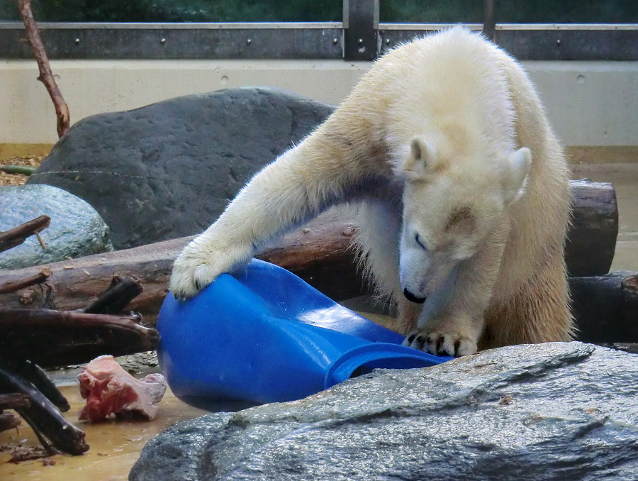 Eisbärjungtier ANORI am 17. Februar 2013 im Wuppertaler Zoo