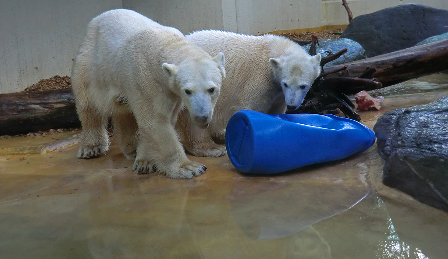 Eisbärin VILMA und Eisbärjungtier ANORI am 17. Februar 2013 im Wuppertaler Zoo